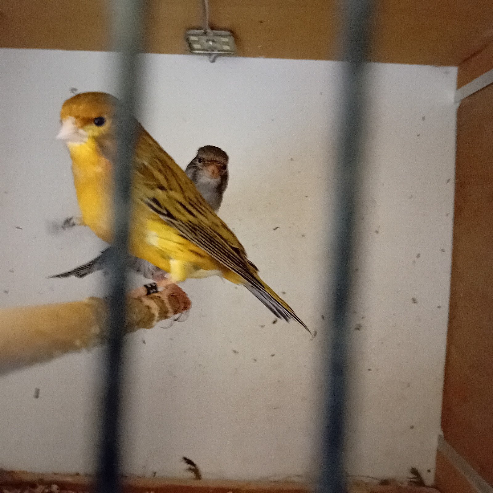 Kanarie koppel Agaat rood/zwart, Dieren en Toebehoren, Meerdere dieren, Kleurkanarie