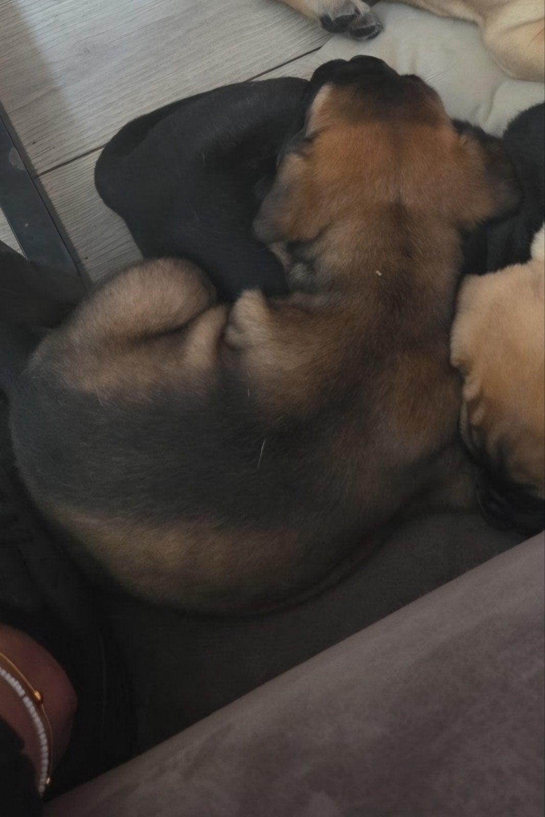 Prachtige bullmastiff x cane corso pups!, Dieren en Toebehoren, 8 tot 15 weken, Groot, Meerdere, Meerdere dieren