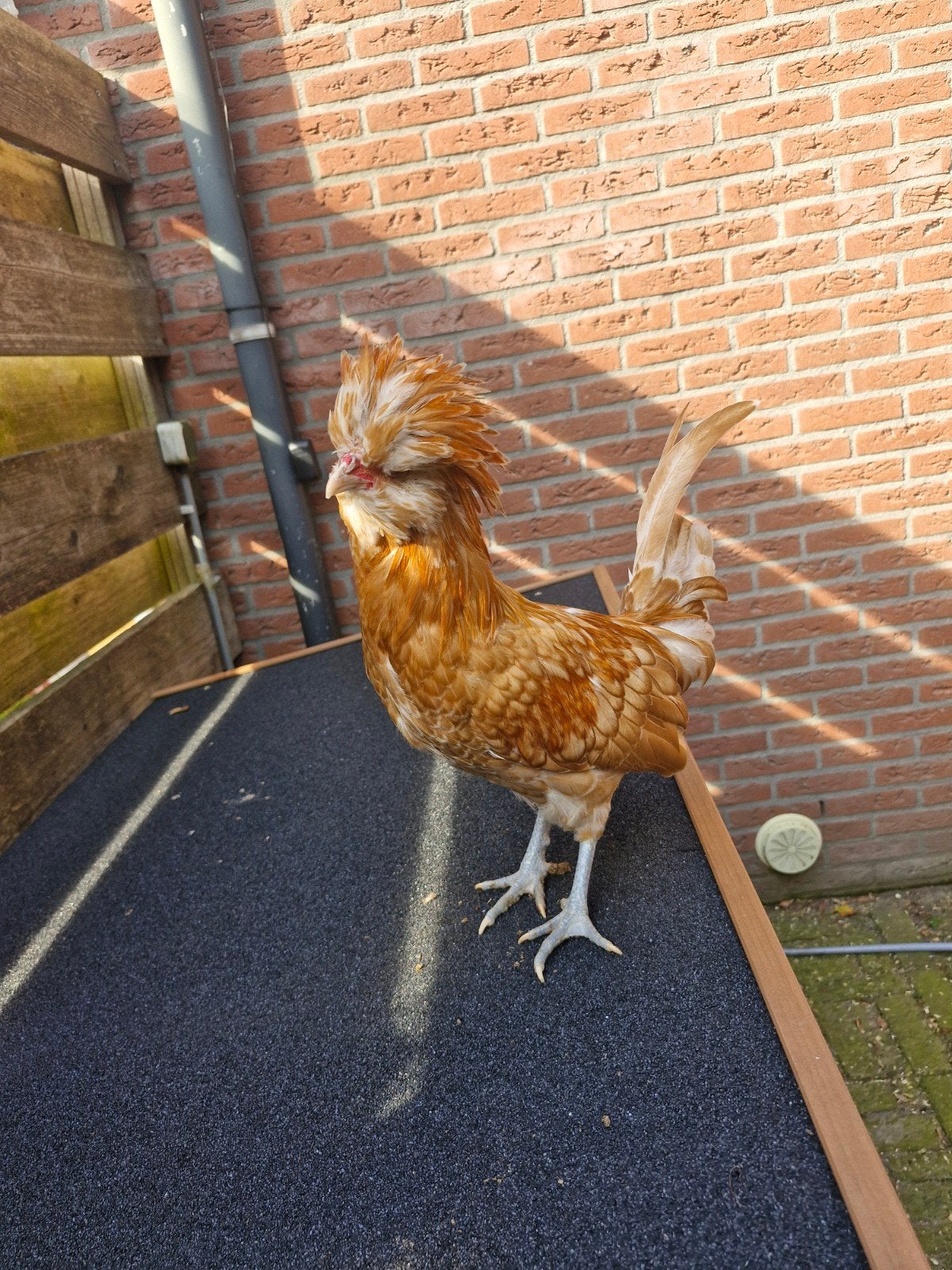 kuifhoender haan 16 weken, Mannelijk, Kip