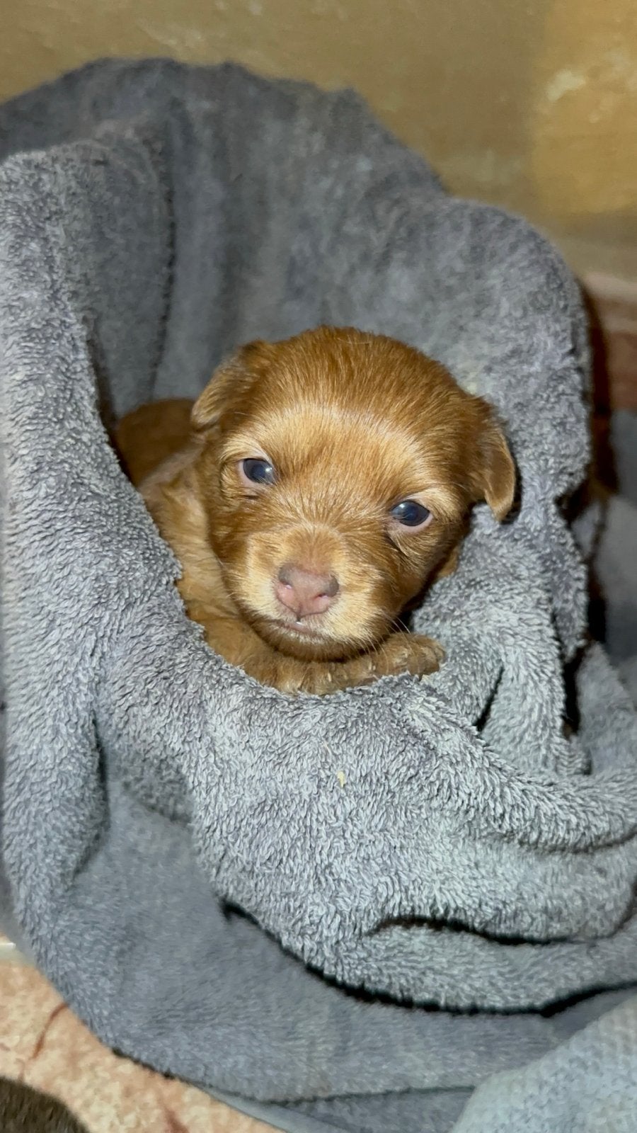 6 lieve puppy’s zoeken hun gouden mandje ️, Particulier, 8 tot 15 weken, Buitenland, Meerdere