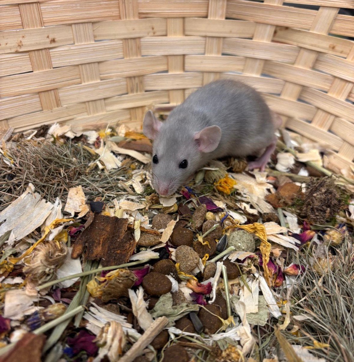 Lieve tamme dwergratten ( man, rechtstreeks van de fokker), Rat, April, Mannelijk, Tam