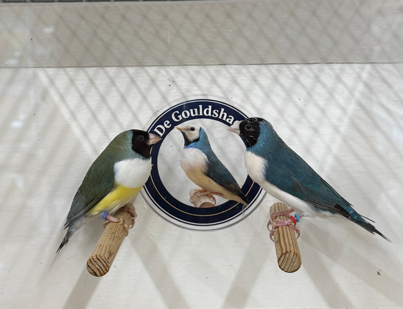 Gouldamadine ( koppel 1 ), Dieren en Toebehoren, Vogels | Overige Vogels, Meerdere dieren, Geringd