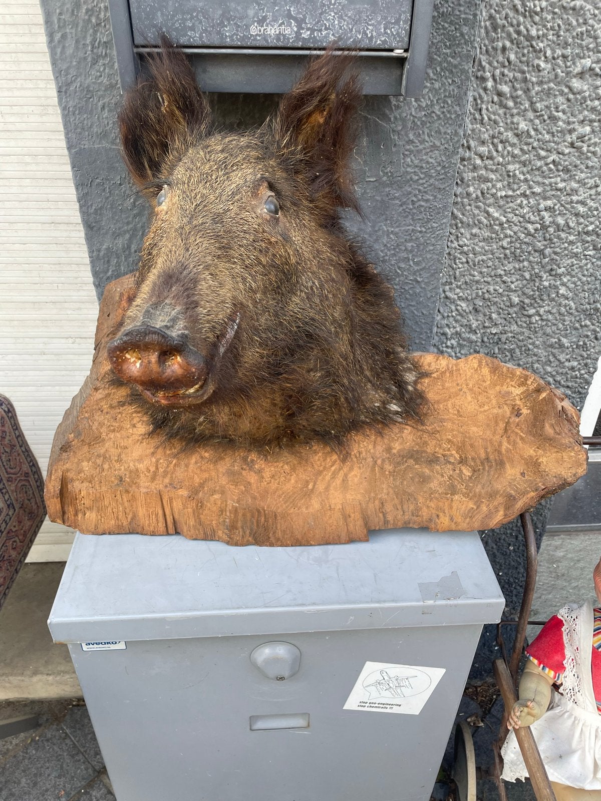 Opgezet wild zwijn hoofd op houten schild, Ophalen of Verzenden, Gebruikt