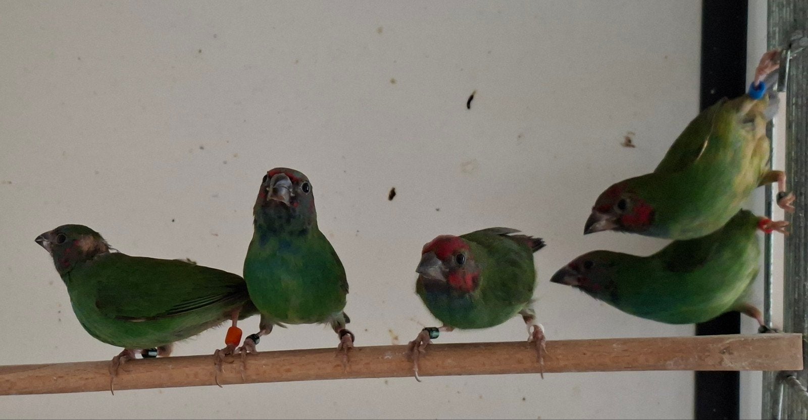 Kortstaart papegaaiamadine, Mannelijk, Tropenvogel, Geringd