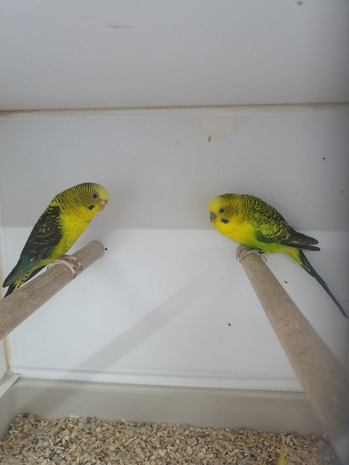 koppel blackwings, Meerdere dieren, Parkiet, Geringd