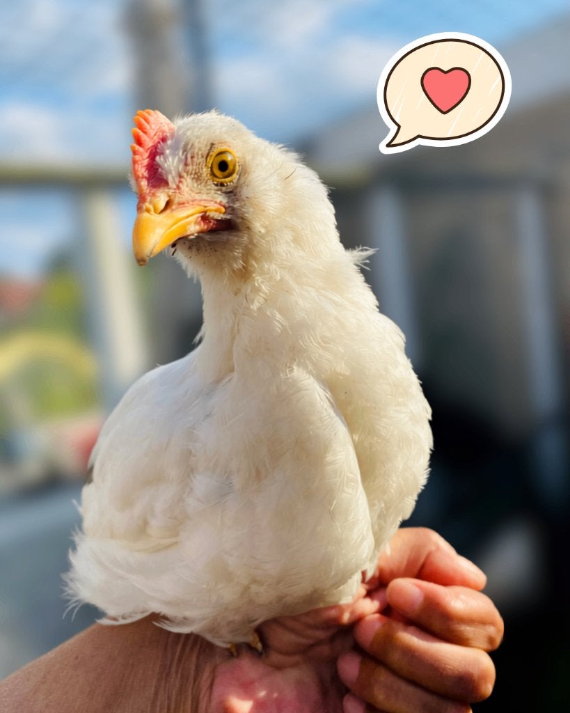 Open Sollicitatie: Kuiken zoekt functie als Haan, Dieren en Toebehoren, Pluimvee, Mannelijk, Kip