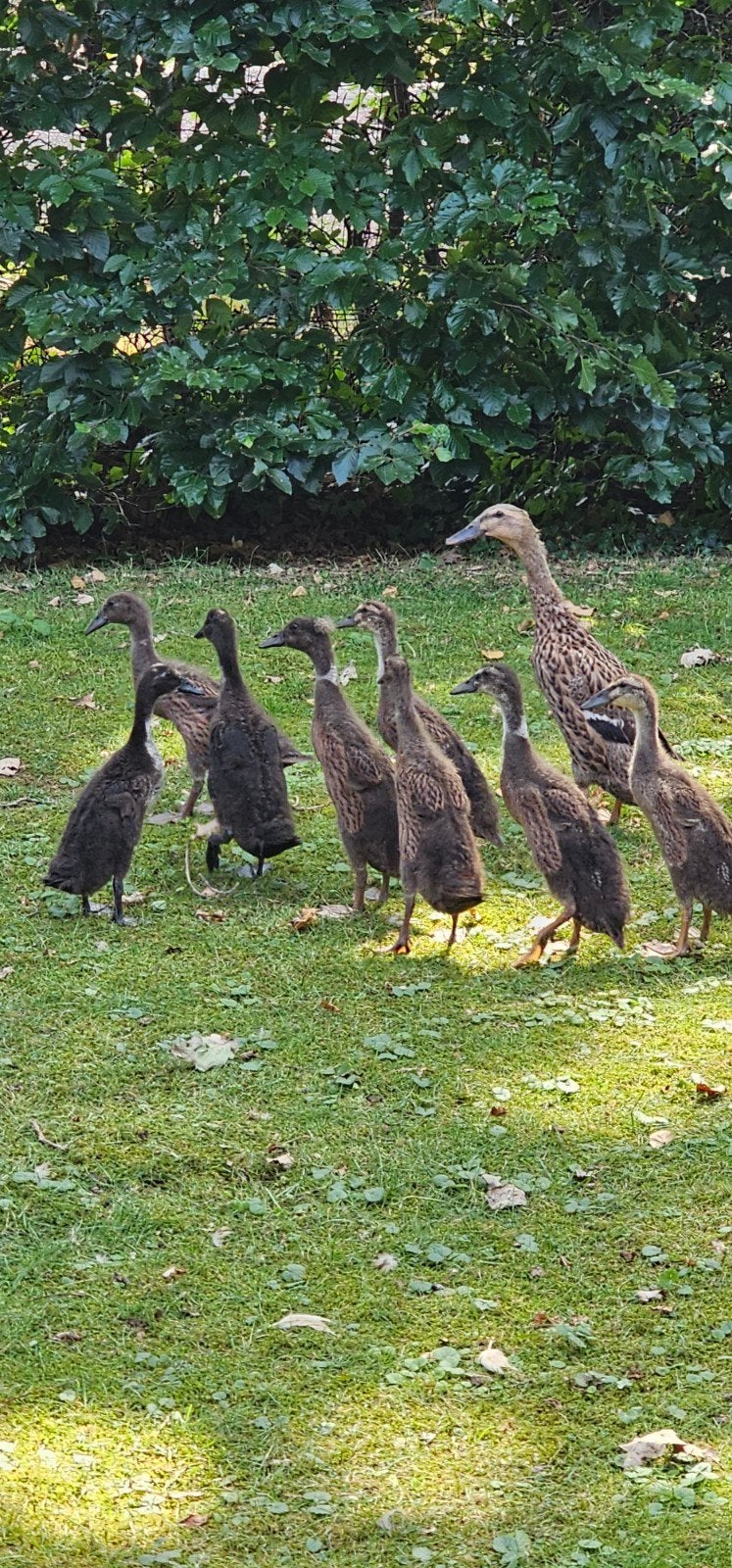 loopeenden pullen, Dieren en Toebehoren, Geslacht onbekend, Eend