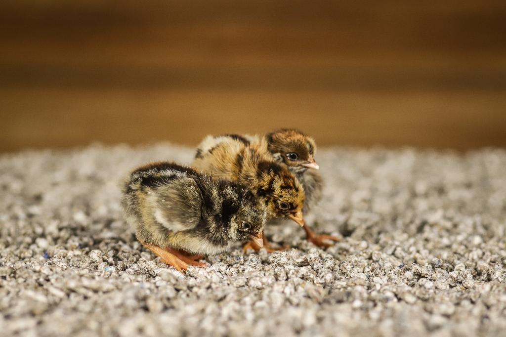 Barnevelder kriel kippenkuikens | Gesekst en Ingeënt, Dieren en Toebehoren, Pluimvee, Vrouwelijk, Kip