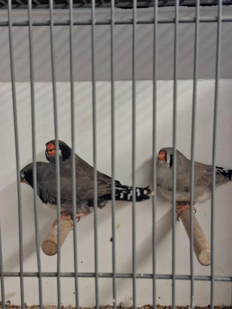 Zwartwang split bleekrug charcoal, Dieren en Toebehoren, Vogels | Overige Vogels, Meerdere dieren