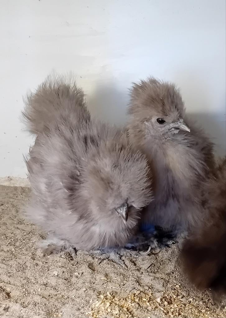 8 a 10 weekse USA ZIJDEHOEN HENNETJES in kleur CHOCO & MAUVE, Dieren en Toebehoren, Pluimvee, Vrouwelijk, Kip