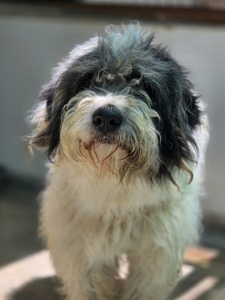 ACE: Pistachio heeft een heel lief karakter!, Particulier, Reu, 1 tot 2 jaar, Buitenland