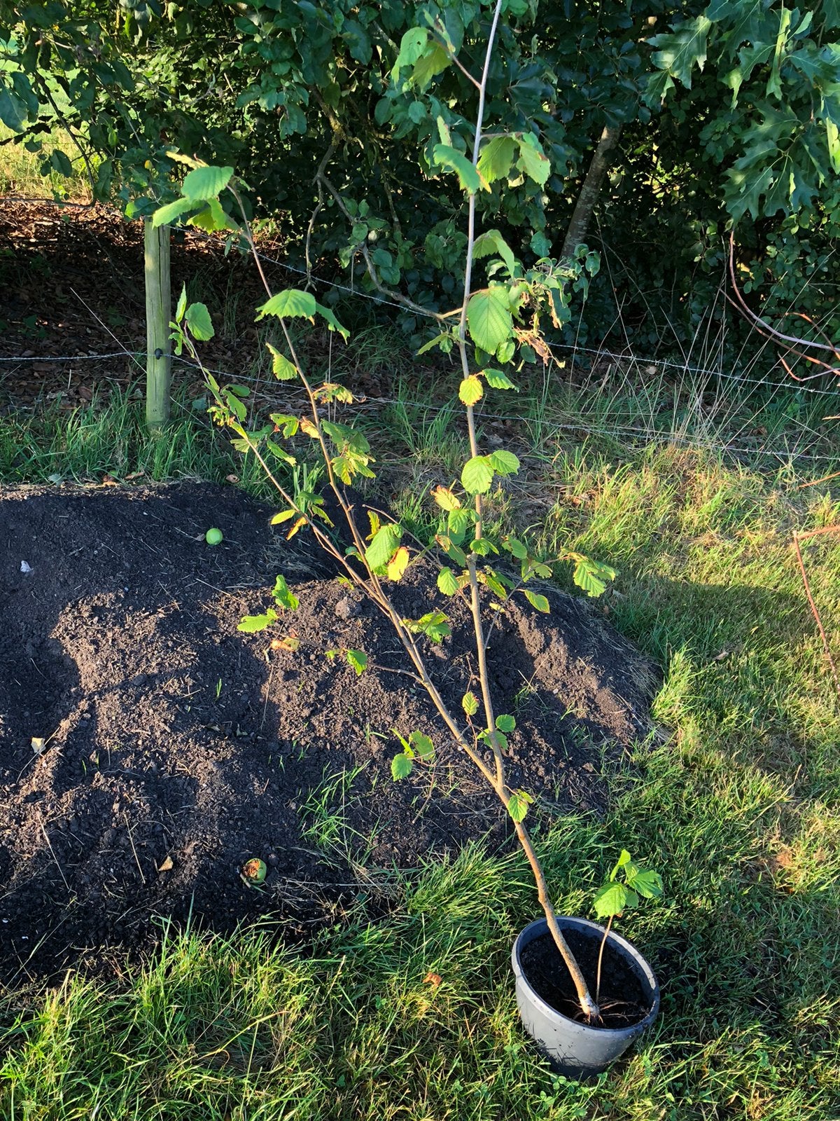 Hazelaar stek, Ophalen, Minder dan 100 cm, Overige soorten, Zomer