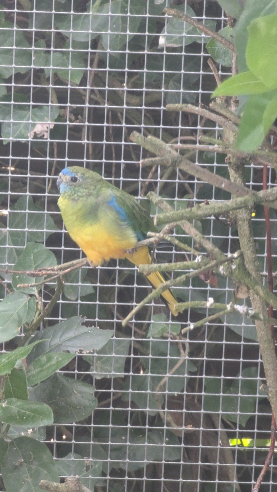 turquoisine parkiet pop, Dieren en Toebehoren, Vrouwelijk, Parkiet