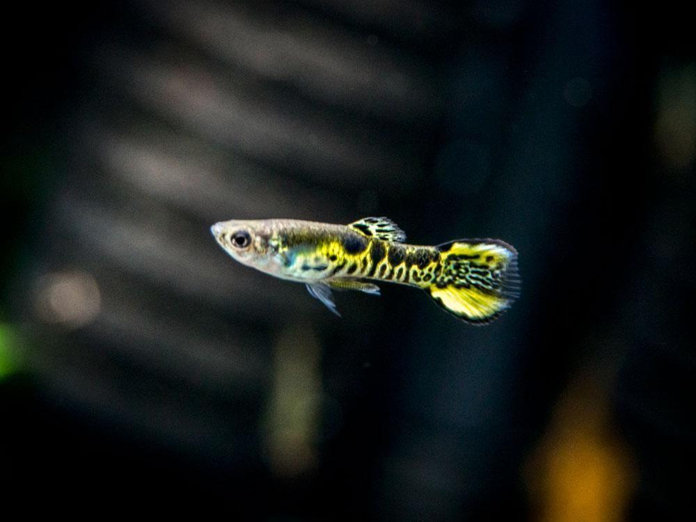 Hobbyaquarium Poec Wingei tigre m endler mix, Vis, Zoetwatervis, Schoolvis
