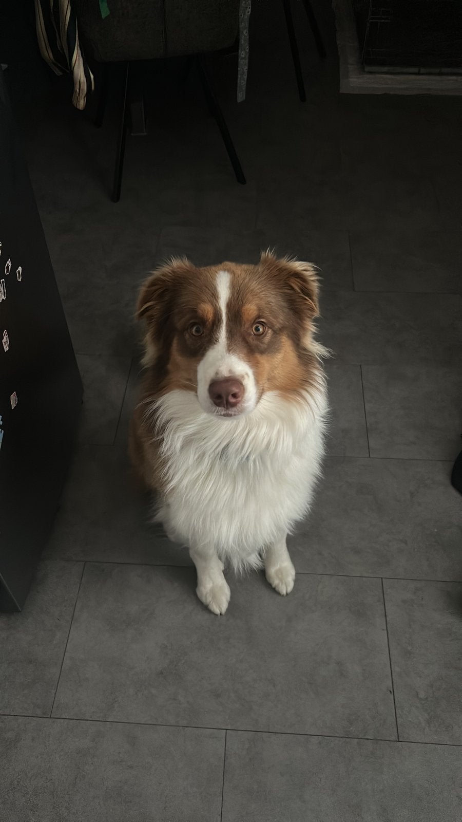 Aussie red tri color, ter dekking niet te koop!, Dieren en Toebehoren, Konijnen