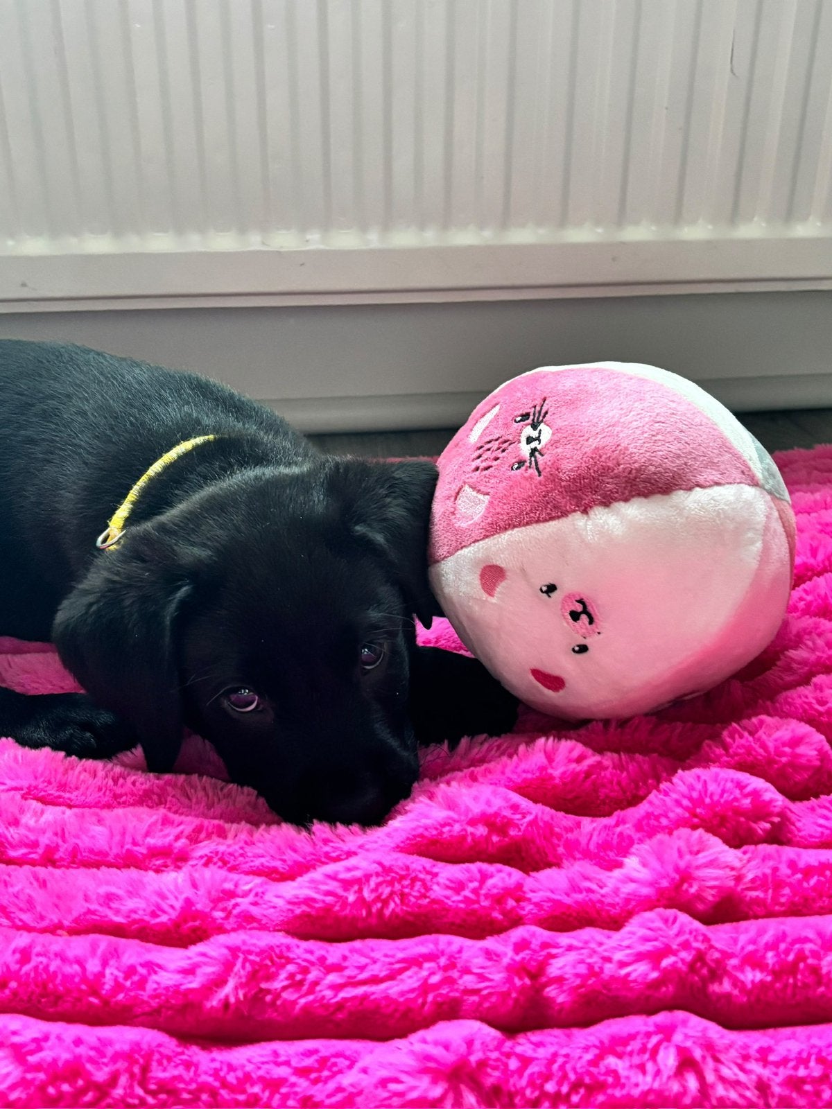 Lieve labrador pup Tess, Overige rassen, 8 tot 15 weken, Teef, CDV (hondenziekte)