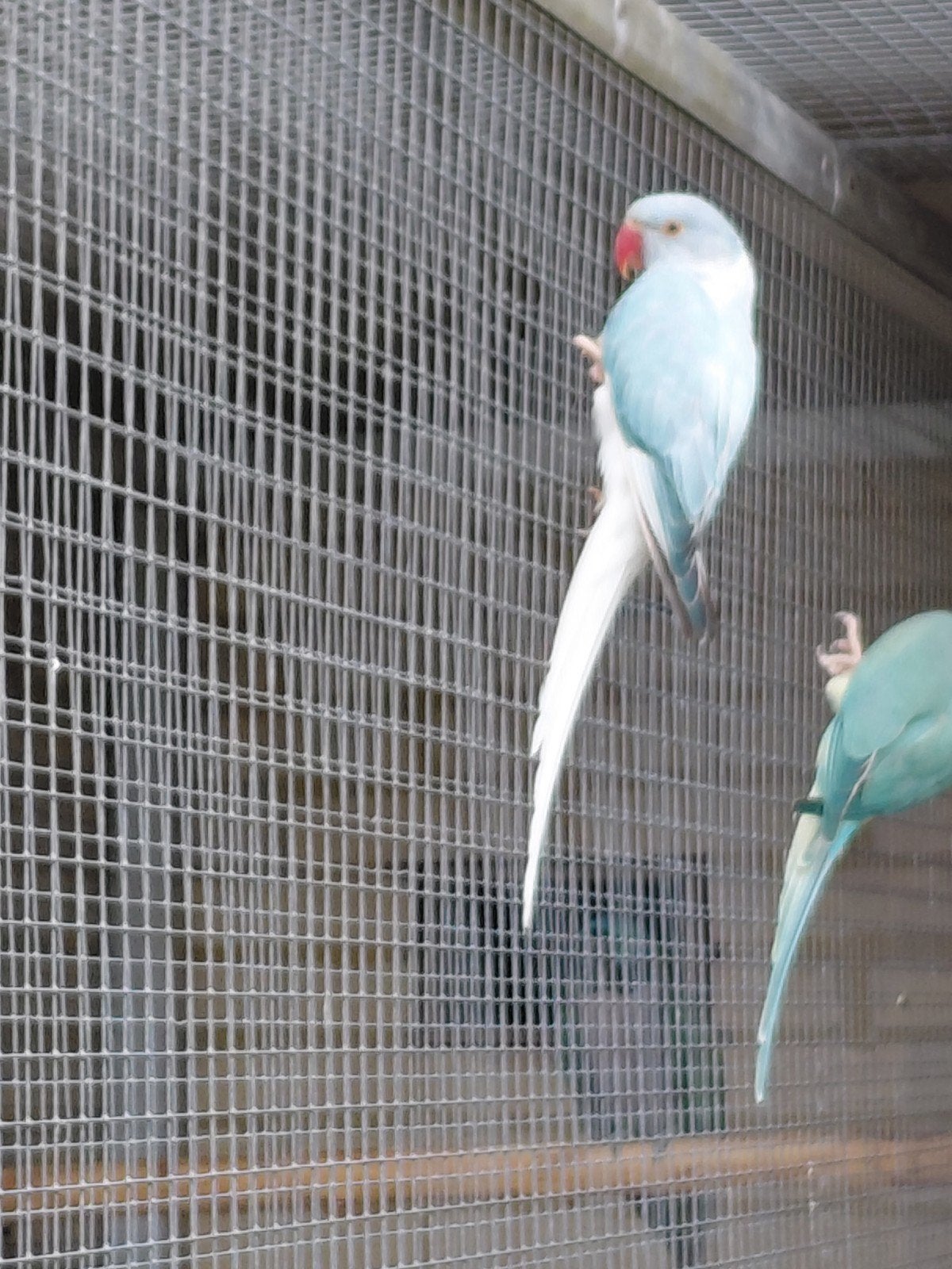 halsband parkiet blauw opaline wtkwst man 2026, Dieren en Toebehoren, Mannelijk, Parkiet, Geringd