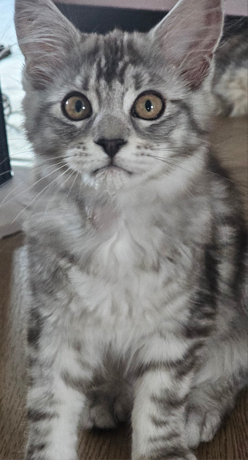 Lieve Maine Coon kittens ( stamboom)