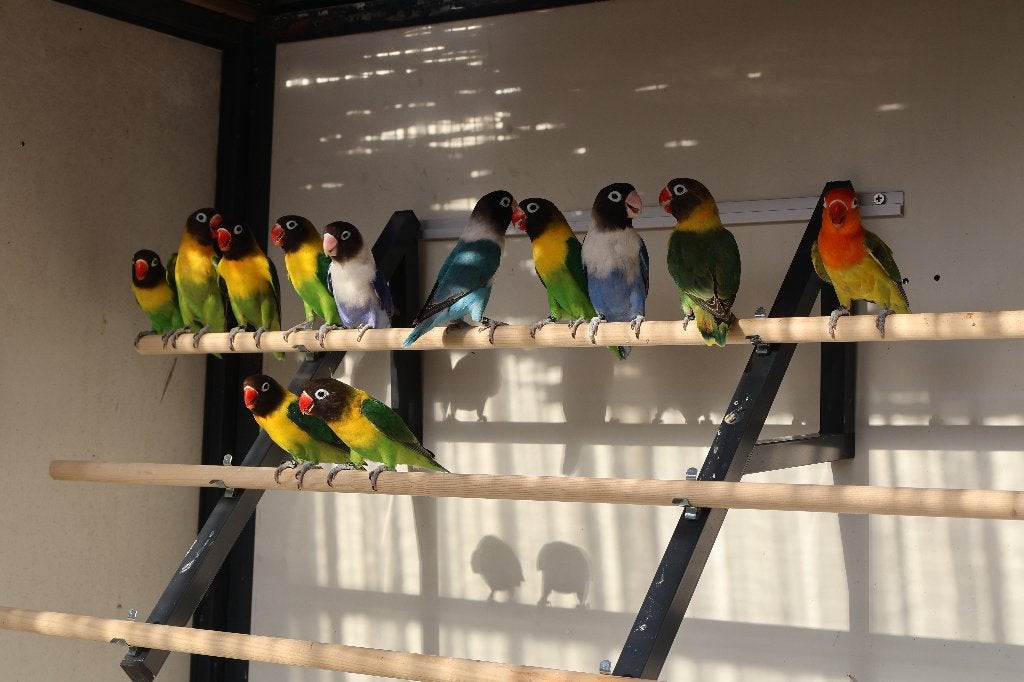 Agapornide, Meerdere dieren, Dwergpapegaai of Agapornis, Geringd