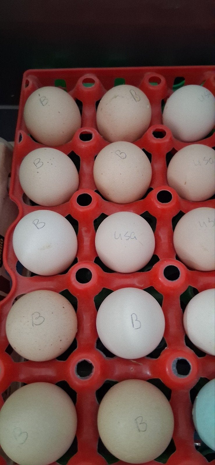 brahma kriel broedeieren, Dieren en Toebehoren, Geslacht onbekend, Kip