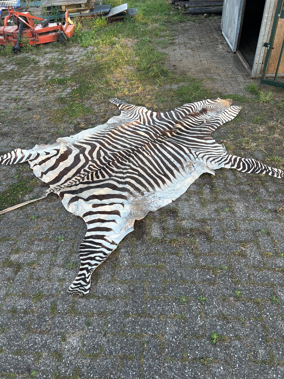 Prachtige Zebra Huid - Unieke Decoratie, Ophalen, Gebruikt
