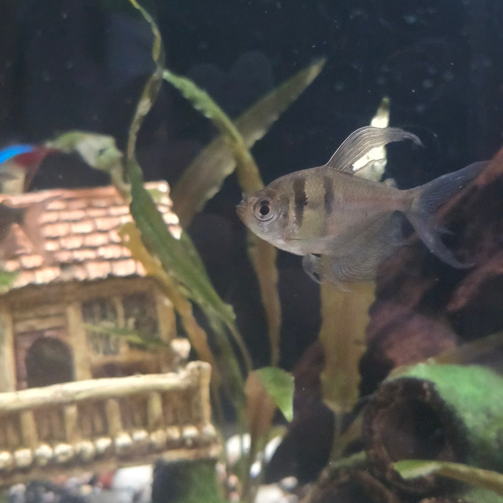 zwarte tetra long vin €2,99, Dieren en Toebehoren, Vissen | Aquariumvissen