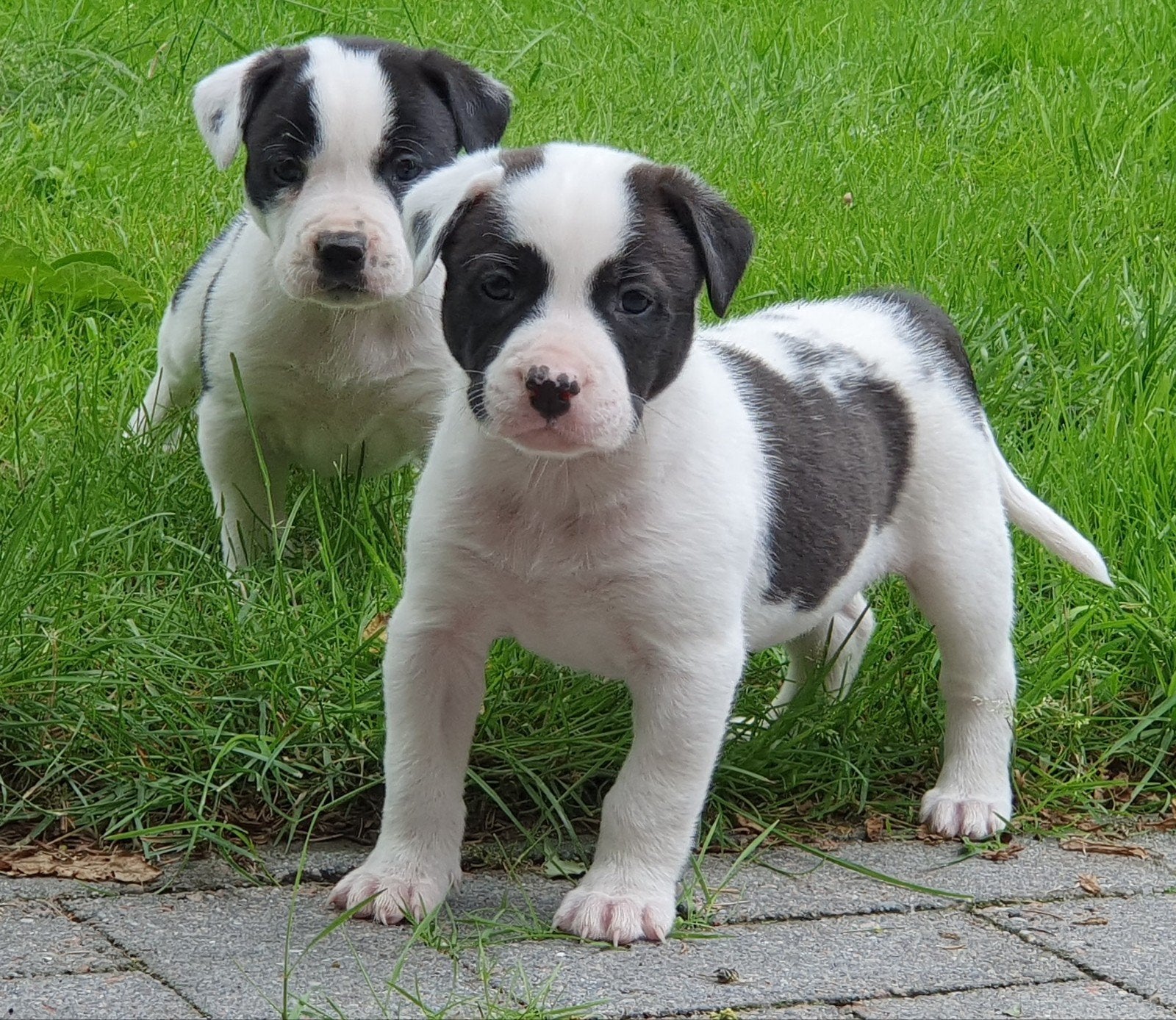 Border Collie Kruising kunnen gelijk mee, Parvo, Reu, 8 tot 15 weken, Collie