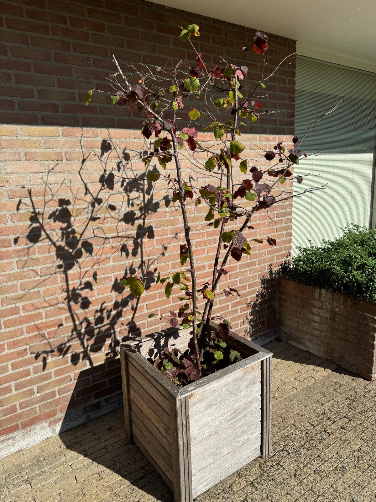 Hazelaar (rode) in houten bak - Corylus Avellana, Tuin en Terras, Overige soorten, Lente, 100 tot 250 cm, Ophalen
