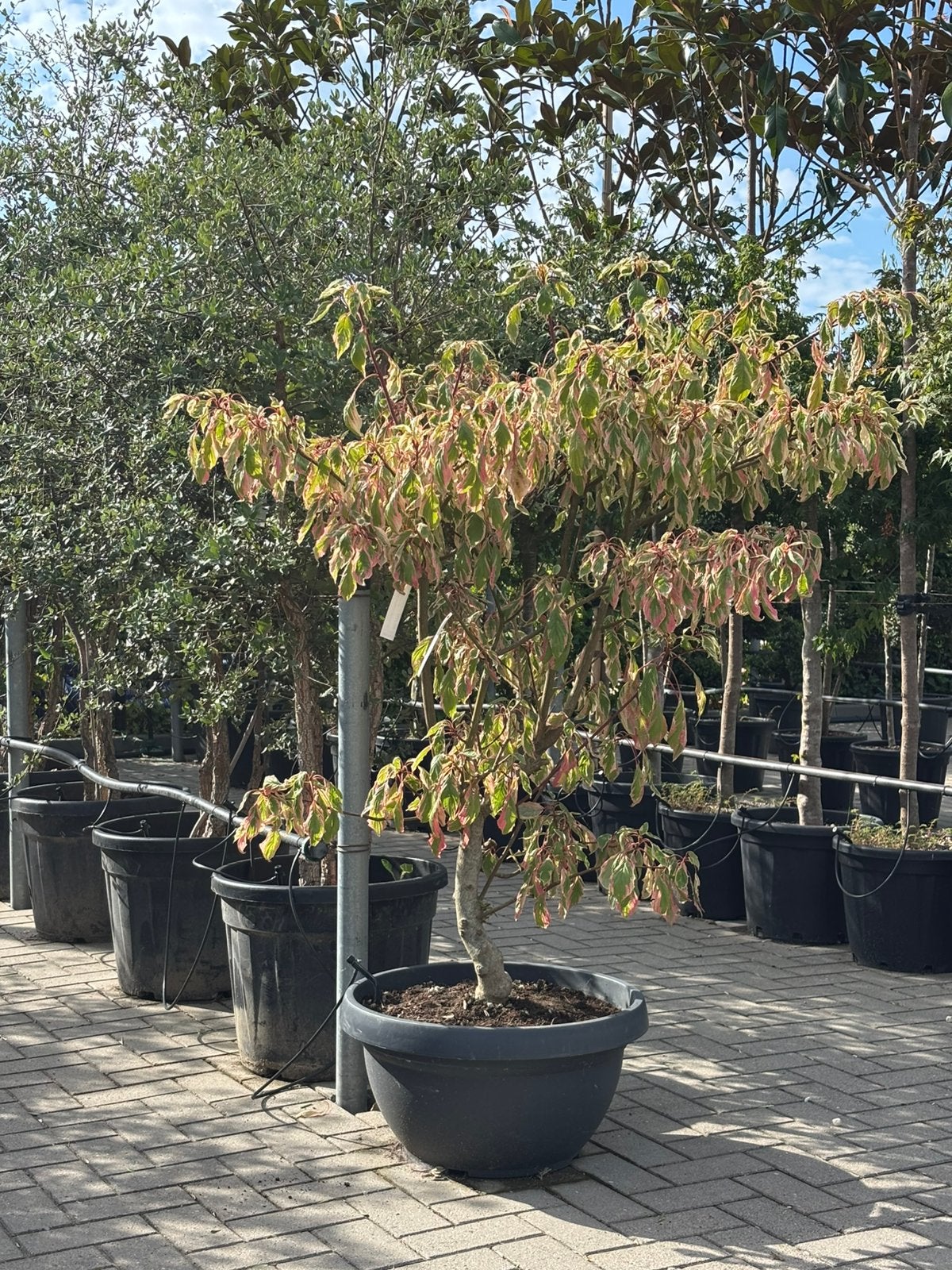 Cornus controversa 125-150 cm, Tuin en Terras, Halfschaduw, Overige soorten, Lente, 100 tot 250 cm