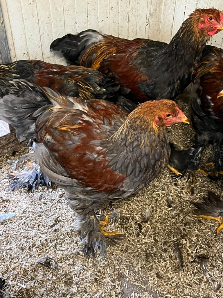 Brahma Groot Meerzomig Blauw patrijs haan, Dieren en Toebehoren, Pluimvee, Mannelijk, Kip