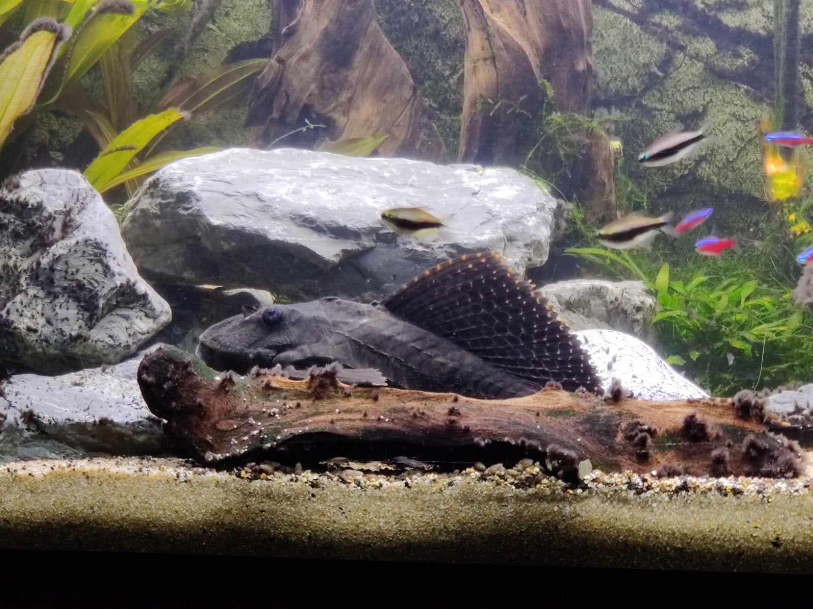 Pleco 25-30cm, Dieren en Toebehoren, Vis, Zoetwatervis