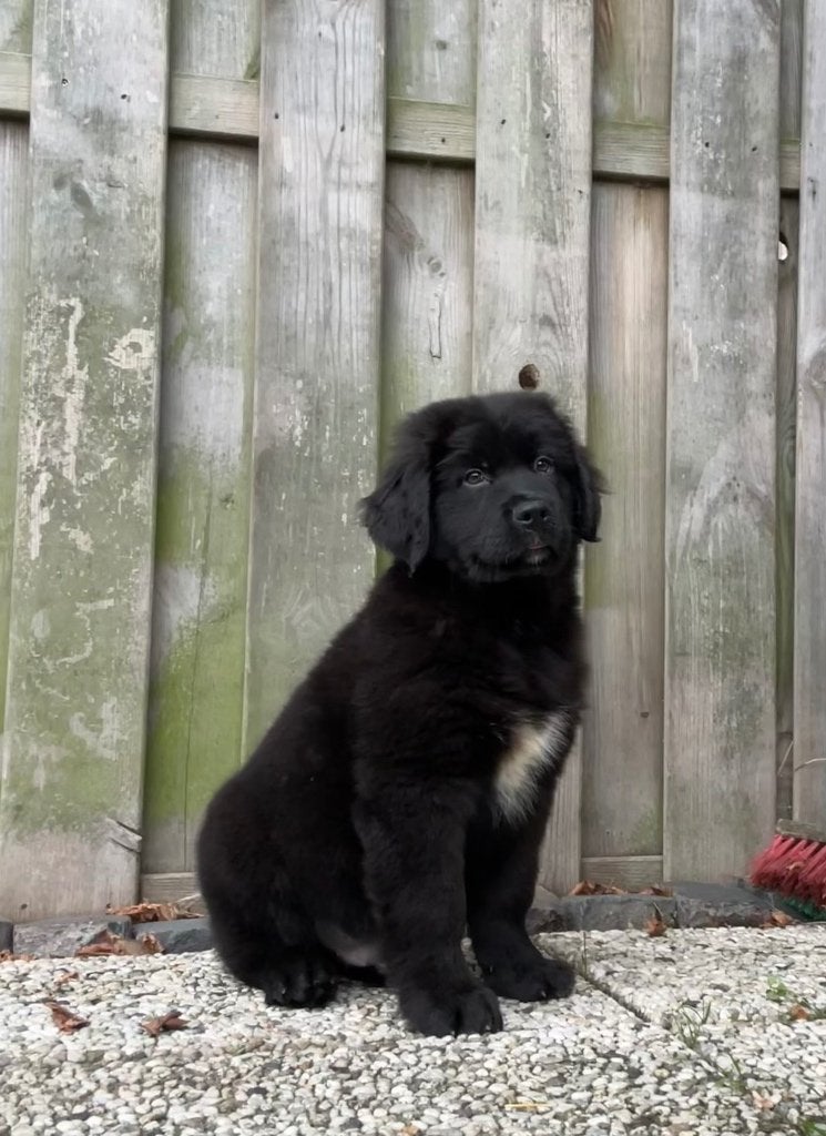Labrador x Berner Sennen pup te koop, België, Particulier, Reu, 8 tot 15 weken
