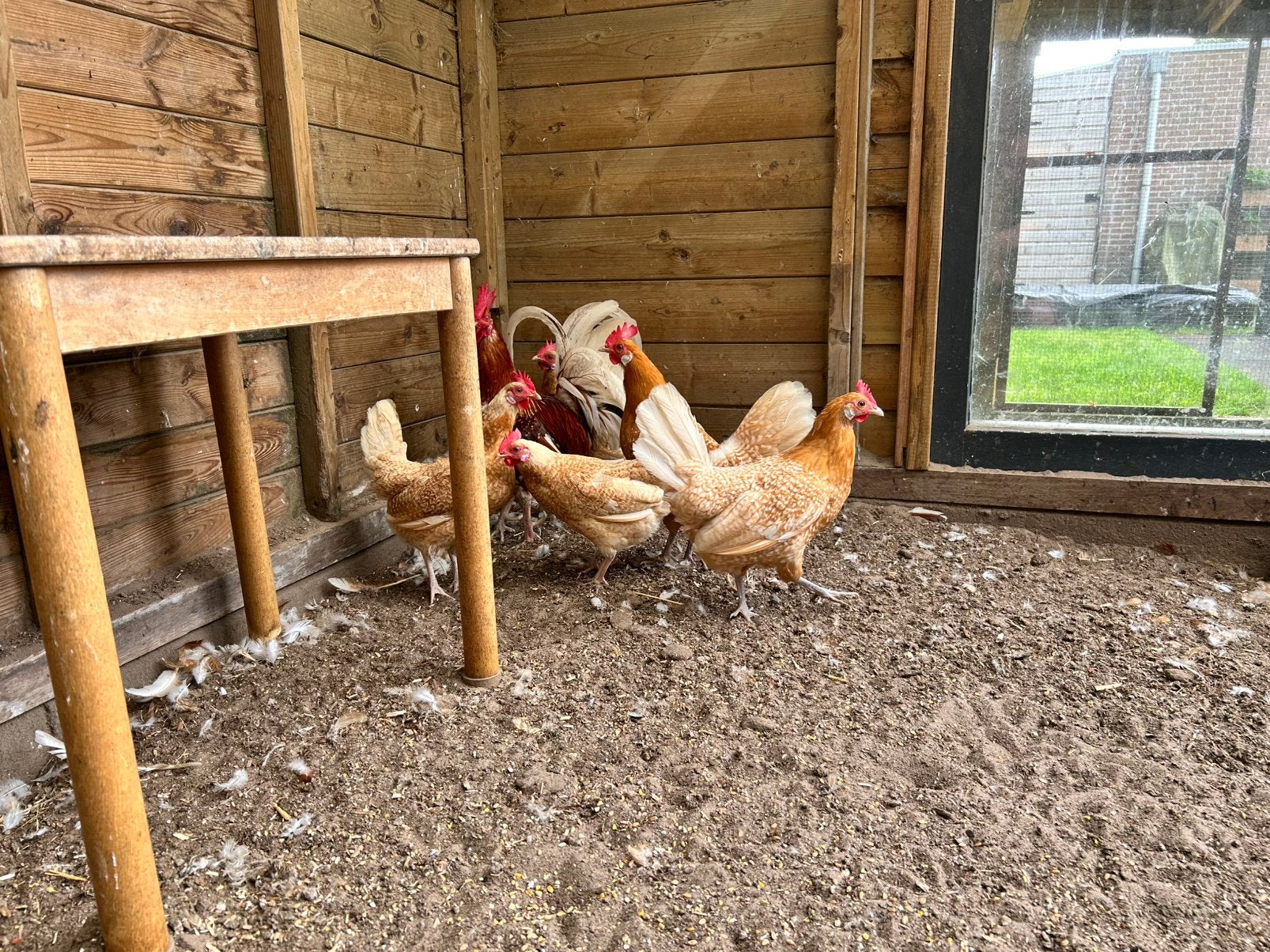 Friese hoen geel witpel en kruising van friese hoen, Dieren en Toebehoren, Meerdere dieren, Kip