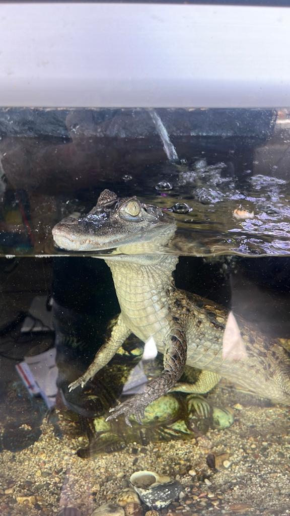 Kaaiman 80 cm, Dieren en Toebehoren, Slang, 0 tot 2 jaar