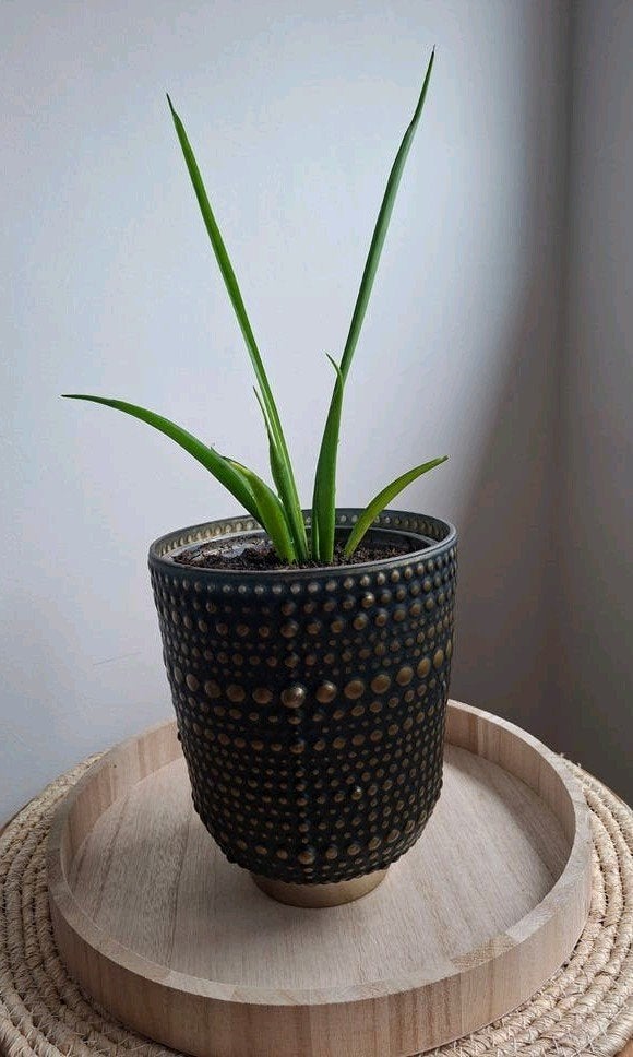 Sansevieria kamerplant met pot, vetplant, Ophalen, Halfschaduw, Minder dan 100 cm