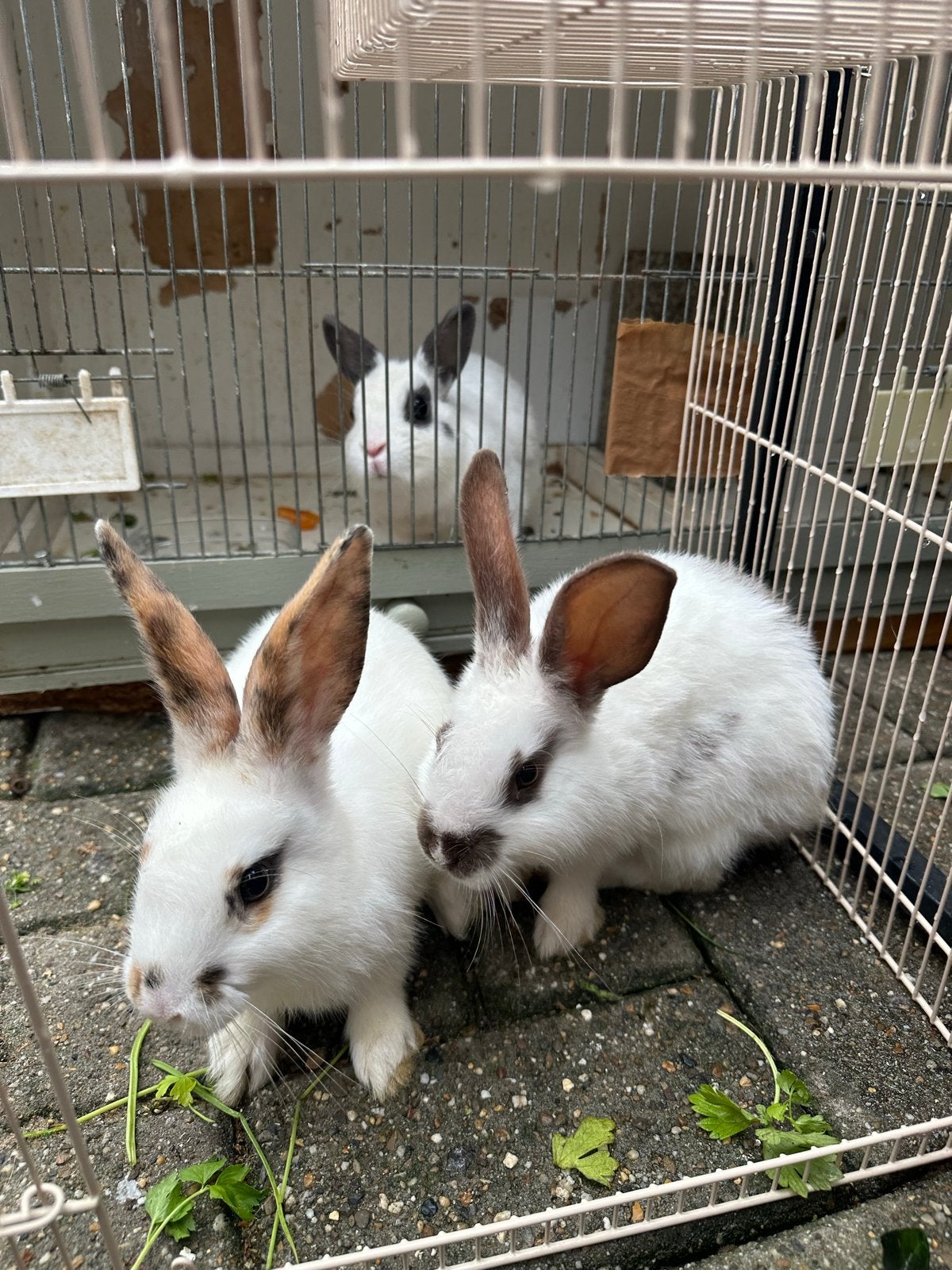 3 konijnen 2 vrouwen en een maantje gratis afhalen, Dieren en Toebehoren, Hamster, Maart, Mannelijk, Tam