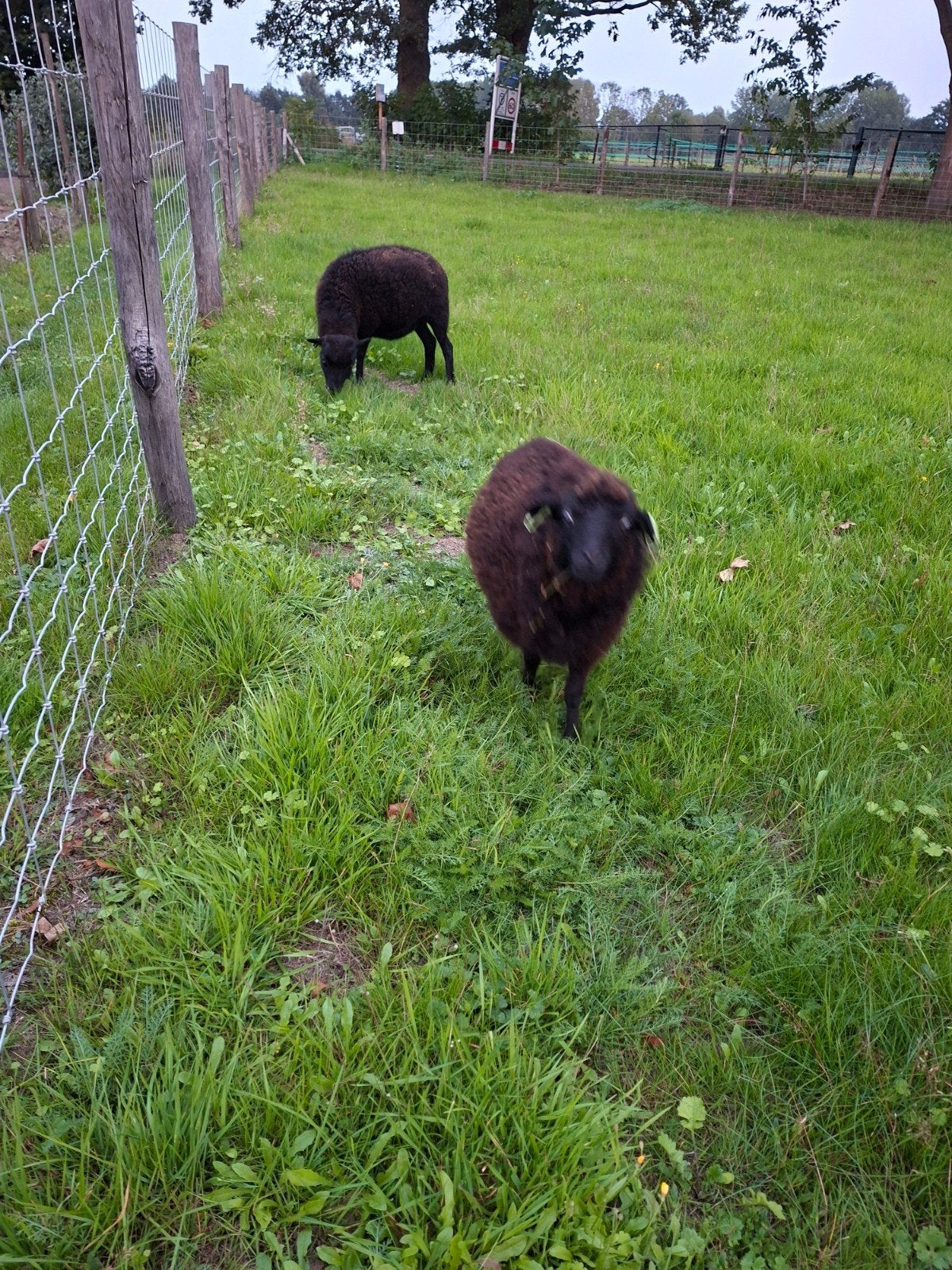 Kleine kudde voor begrazing aangeboden, Schaap