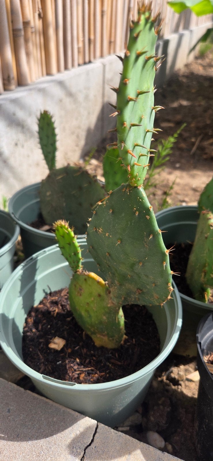 Winterharde schijfcactus - Opuntia, Volle zon, Vaste plant, Zomer, Ophalen