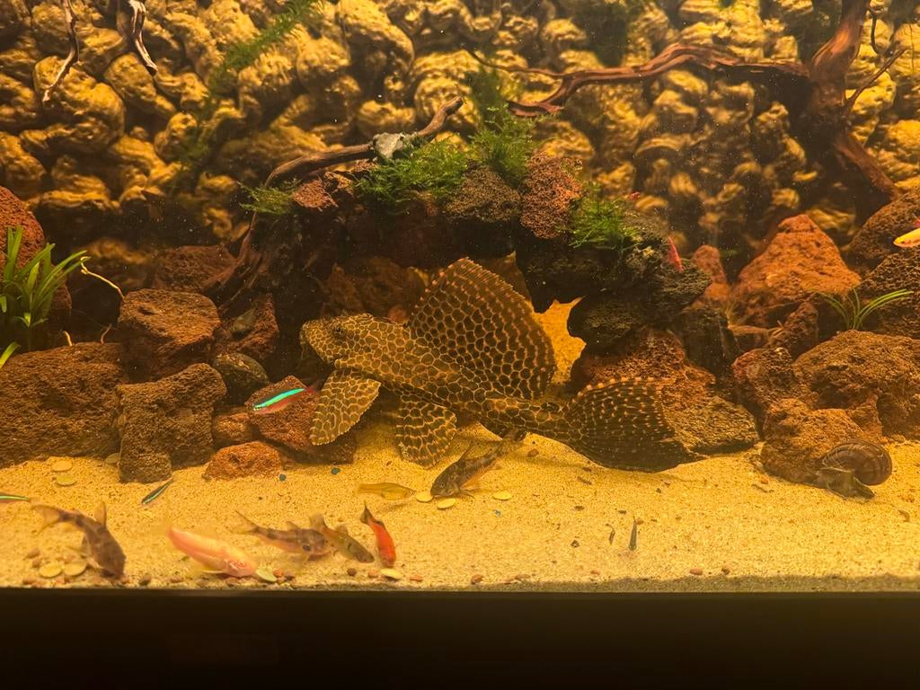 Zijlvin pleco 15/20cm, Dieren en Toebehoren, Vissen | Aquariumvissen, Vis