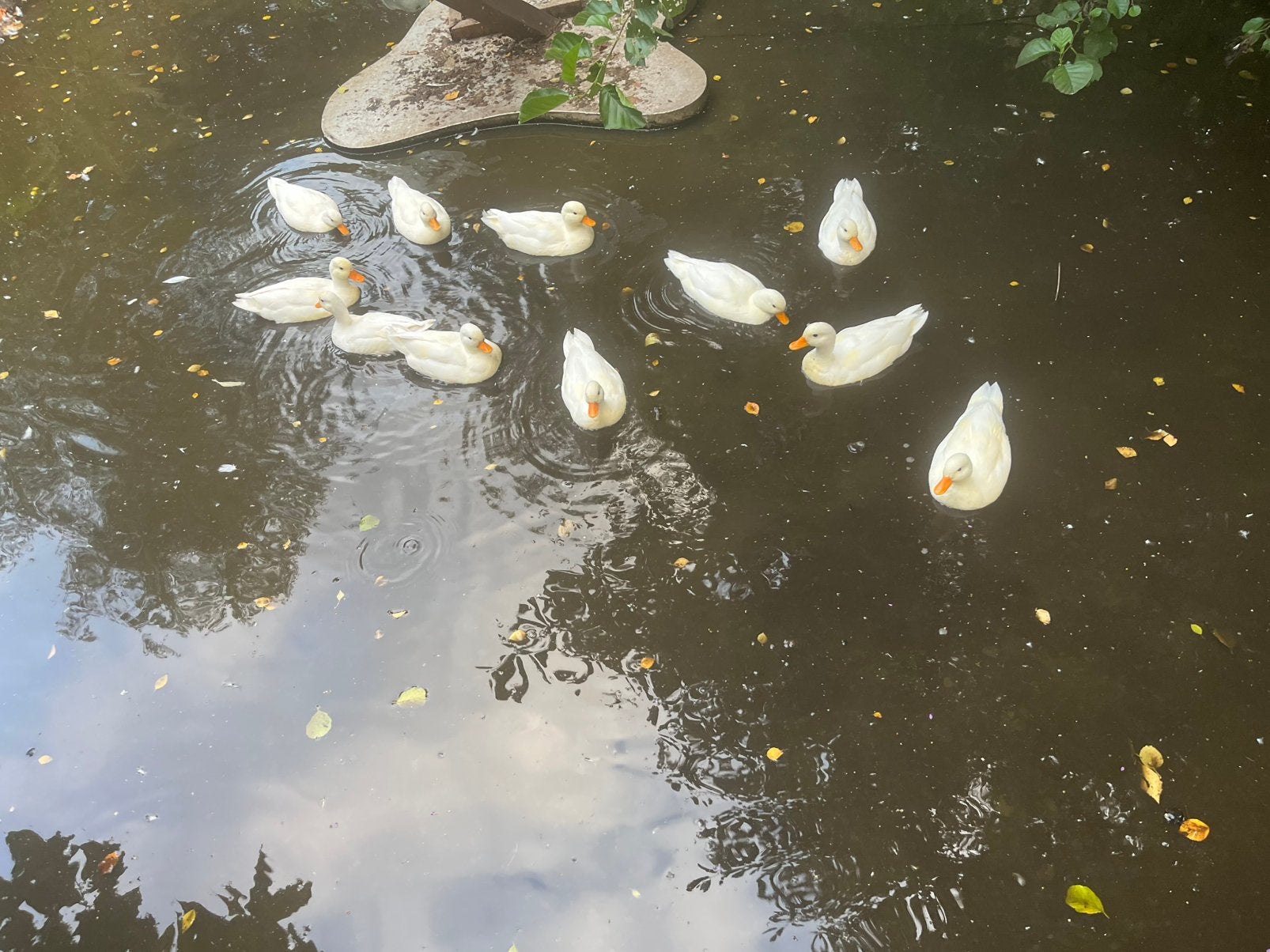 Kwaker eenden mannetjes, Tuin en Terras, Ophalen, Zo goed als nieuw