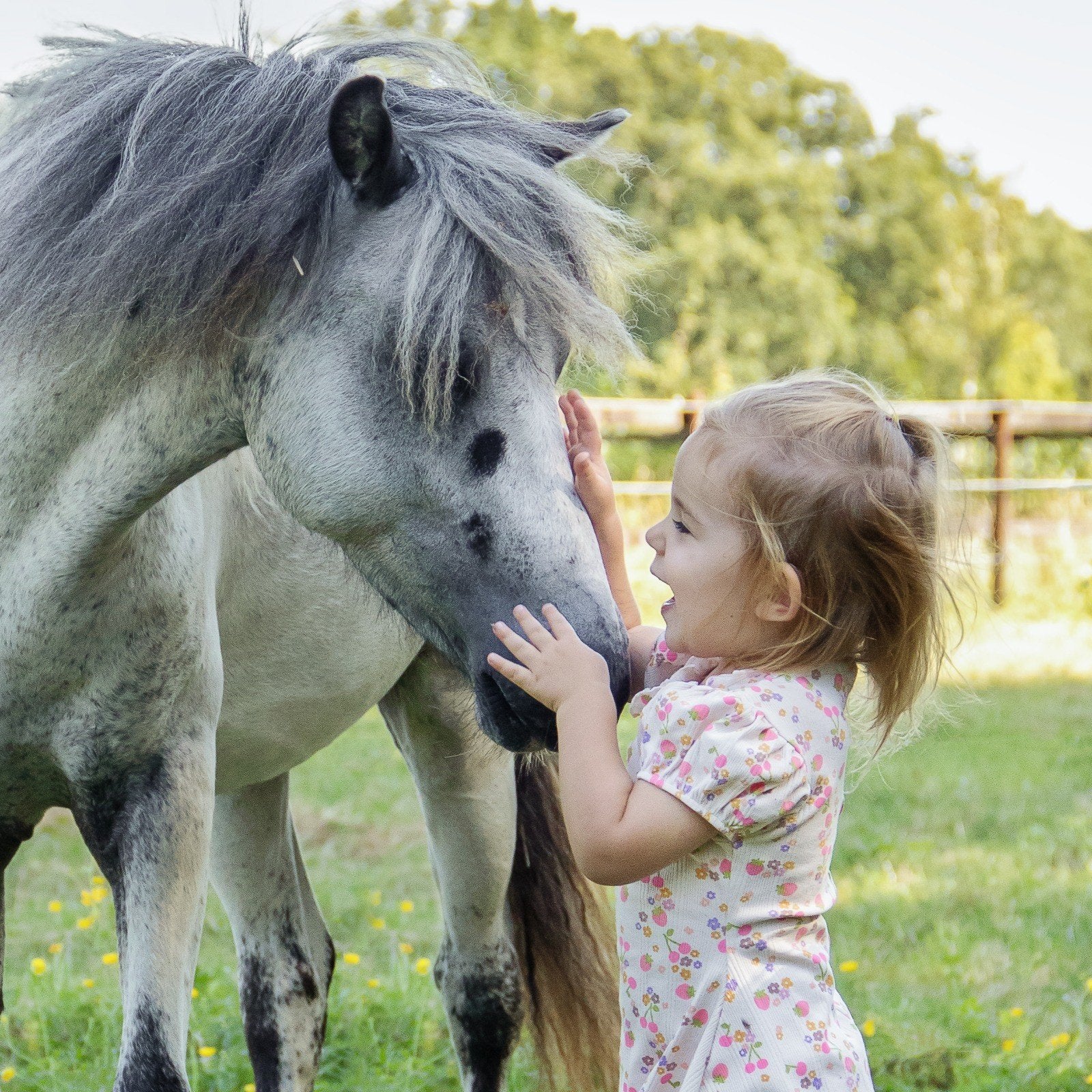 Geweldig lieve jaarling pony ruin te koop, Met stamboom, Ruin, 0 tot 2 jaar, B pony (1.17m tot 1.27m)