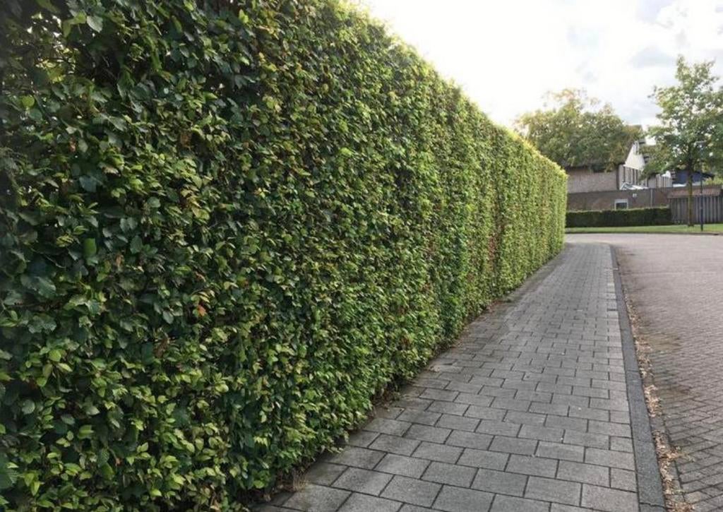 Nieuwe hagen & Erfafscheidingen, Ophalen of Verzenden, Beukenhaag, 100 tot 250 cm