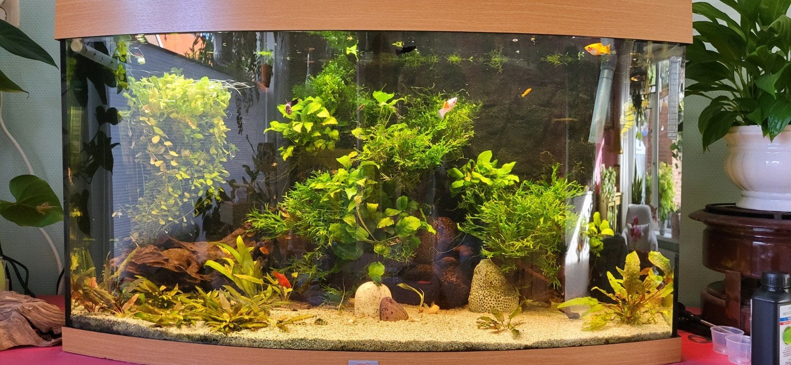 Mooi compleet aquarium, Ophalen, Gebruikt, Inclusief vissen, Gevuld zoetwateraquarium