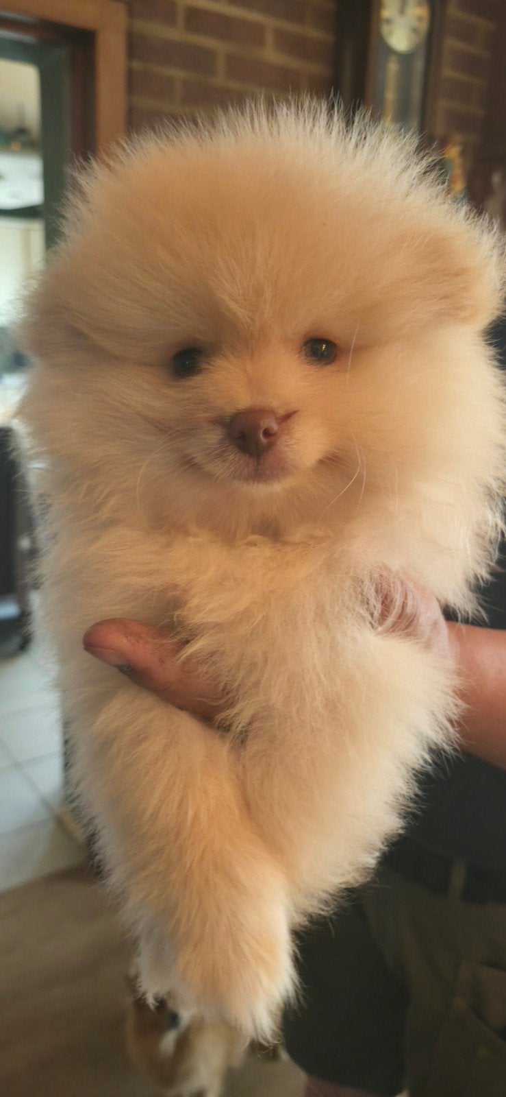 Pomeranian puppy's., Dieren en Toebehoren, Keeshond, Reu, 8 tot 15 weken, Meerdere