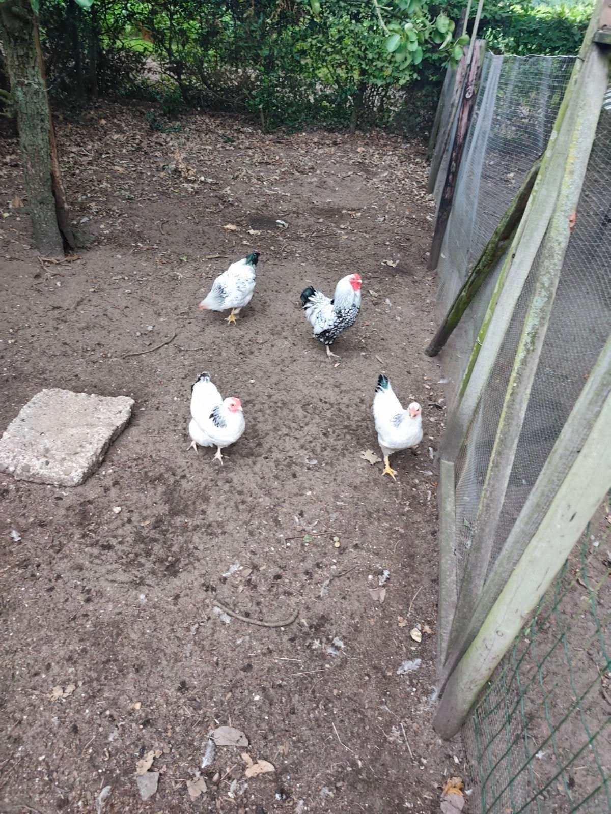 te koop witte kippen