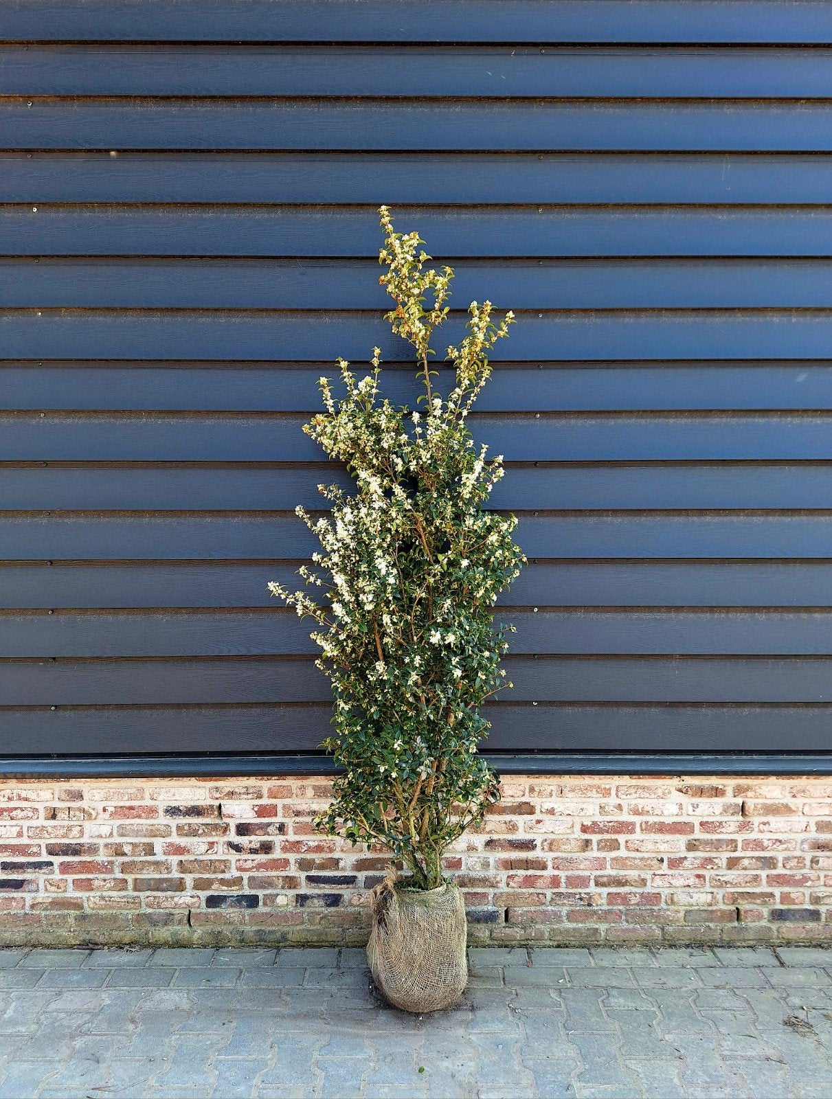 Osmanthus Burkwoodii 🌿 haagplant, Tuin en Terras, Ophalen, Volle zon, Overige soorten
