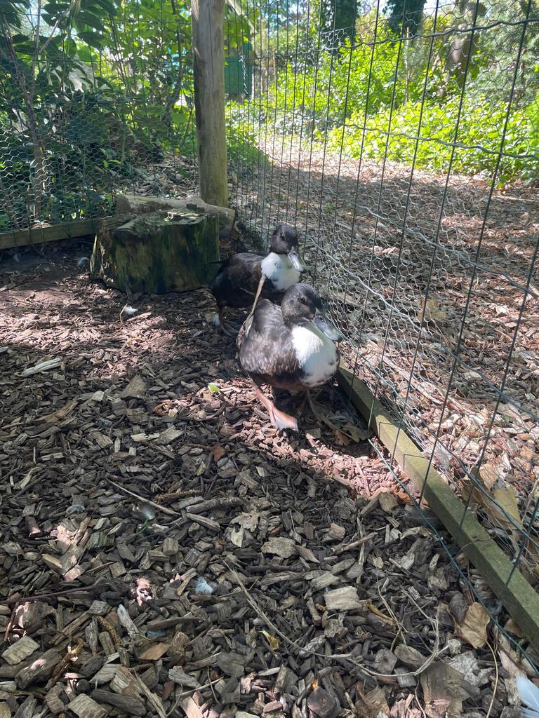 Wilde eenden met witte borst, Dieren en Toebehoren, Pluimvee, Vrouwelijk, Eend