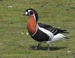 Te koop roodhalsgans man., Dieren en Toebehoren, Pluimvee, Mannelijk, Gans of Zwaan