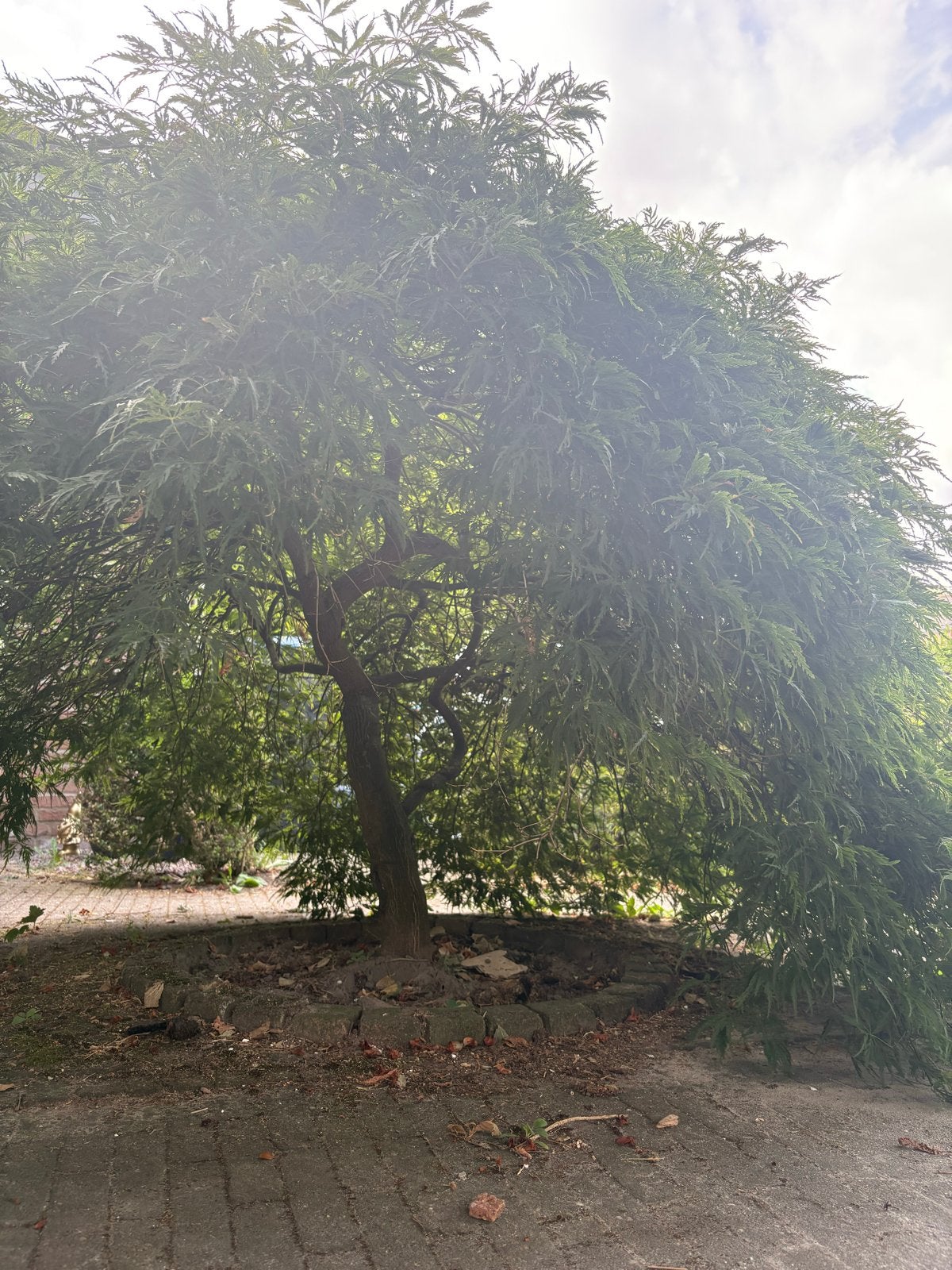 Grote Japanse esdoorn 'Dissectum', Tuin en Terras, Planten | Bomen, Ophalen, Halfschaduw, Overige soorten, Lente