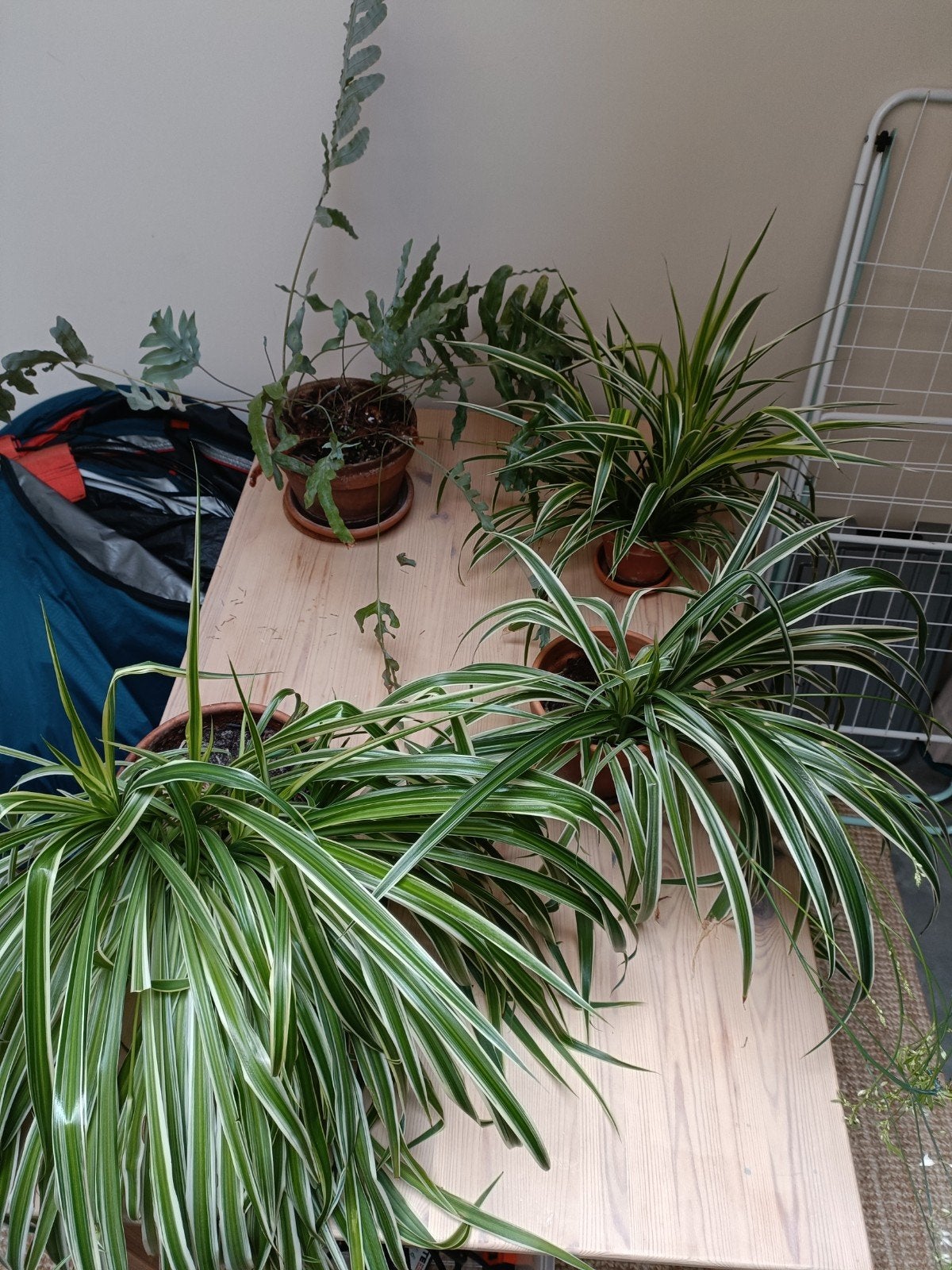 4 gratis planten, Ophalen, Halfschaduw, Minder dan 100 cm